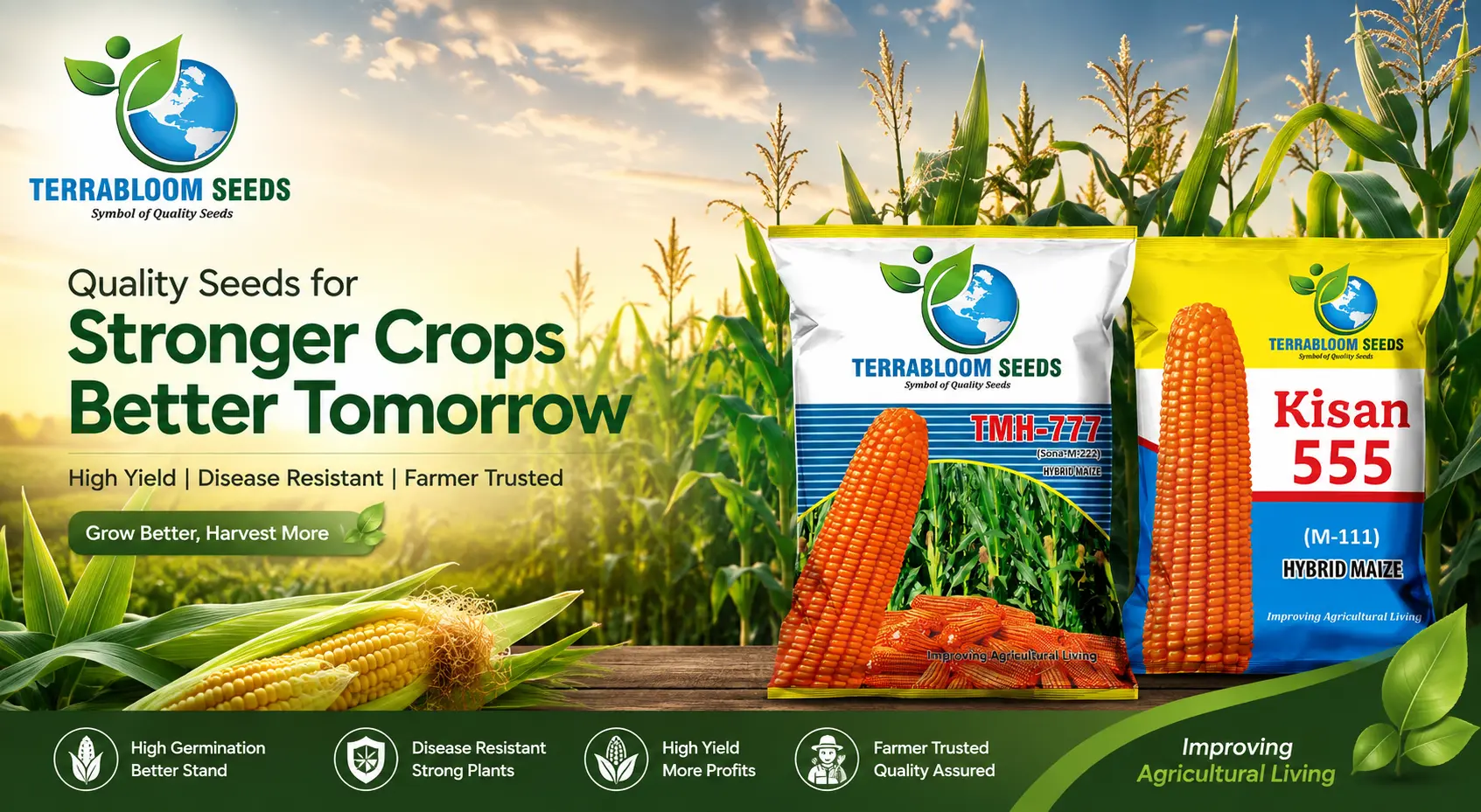 Terrabloom Hybrid Maize: Driving Farm Productivity with Kisan 555 & TMH 777