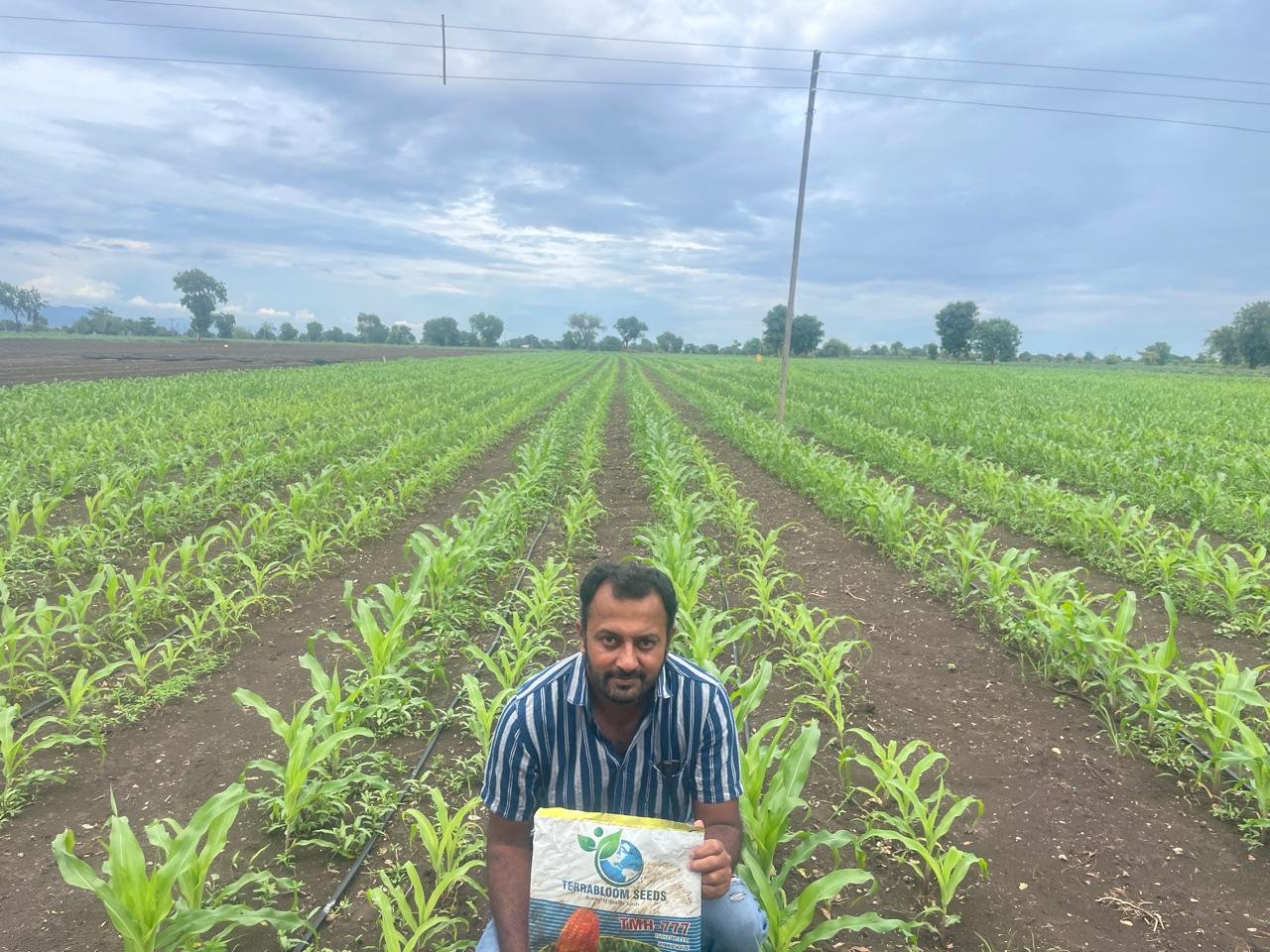 Excellent Early Growth with TMH-777 Hybrid Maize