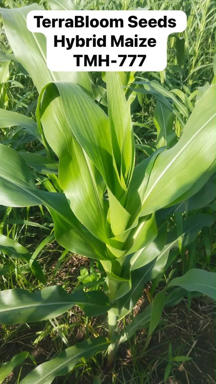 Boost Your Yield with TMH-777 Hybrid Maize